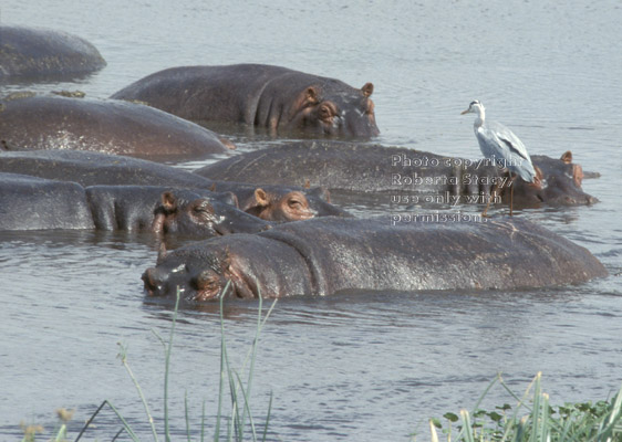 hippopotamus giving grey heron a ride Tanzania (East Africa)