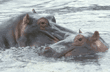hippopotamuses in the Serengeti Tanzania (East Africa)