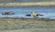 baby hippopotamuses and hyena