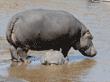 hippopotamus cow and her calf getting ready to go under water