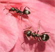 two unidentified ant on ivy geranium petals