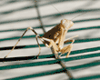 praying mantid (praying mantis) on wire fence