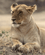 African lion female in Tanzania