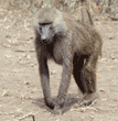 olive baboon Tanzania (East Africa)