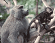 adult and baby olive baboons