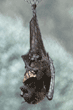Malayan fruit bat