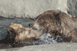 grizzly bear