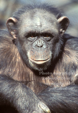 chimpanzee