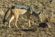 black-backed jackal