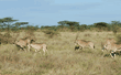 beisa oryxes on the move