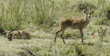 bohor reedbucks