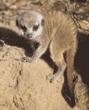 meerkat baby