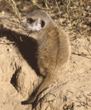 meerkat baby