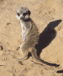 meerkat pup