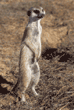 slender-tailed meerkat