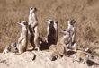 meerkat group
