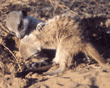 baby meerkats at play