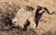 meerkats digging