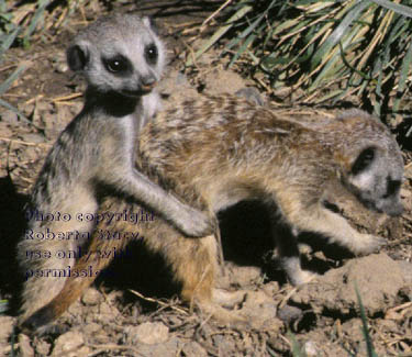 7-week-old meerkat &nbsp;kits