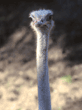 ostrich