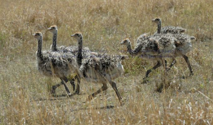 baby ostriches