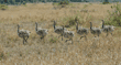 ostrich babies