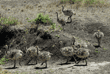 ostrich chicks