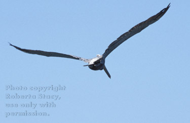brown pelican