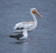 American white pelican & ring-billed gull