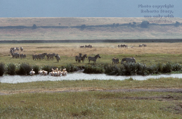 zebras & pelicans Tanzania