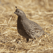 California quail, female