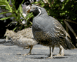 California quail father with chick