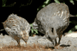 California quail mother and chick eating