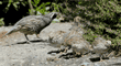 quail chicks with their father