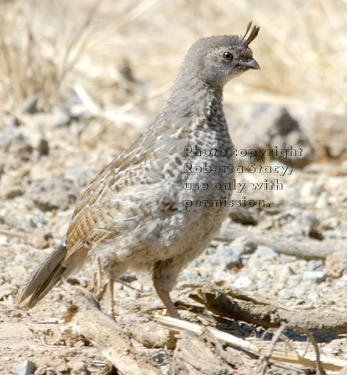 California quail juvenile (immature)