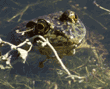 bullfrog