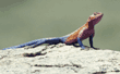 red-headed agama, male Tanzania (East Africa)