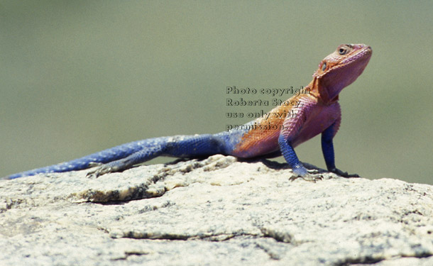 red-headed agama, male Tanzania (East Africa)