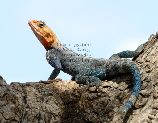 agama lizard, male
