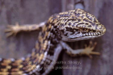 alligator lizard