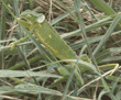 flap necked chameleon Tanzania (East Africa)