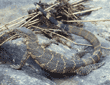 Nile monitor lizard Tanzania (East Africa)