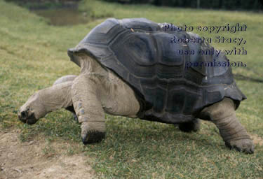 Aldabra tortoise
