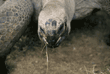 Aldabra tortoise