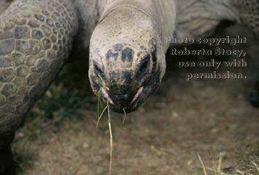 Aldabra tortoise