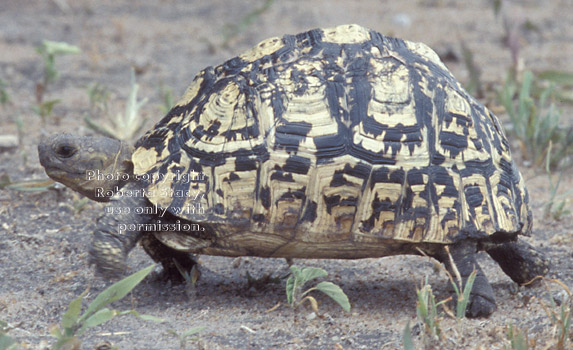 leopard tortoise Tanzania (East Africa)