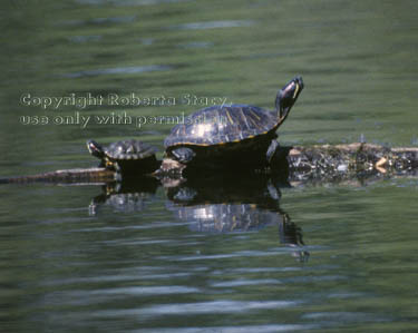 red-eared slider turtles