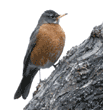 American robin on tree branch