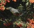 American robin about to eat a pyracantha berry