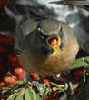 American robin ready to swallow a pyracantha berry
